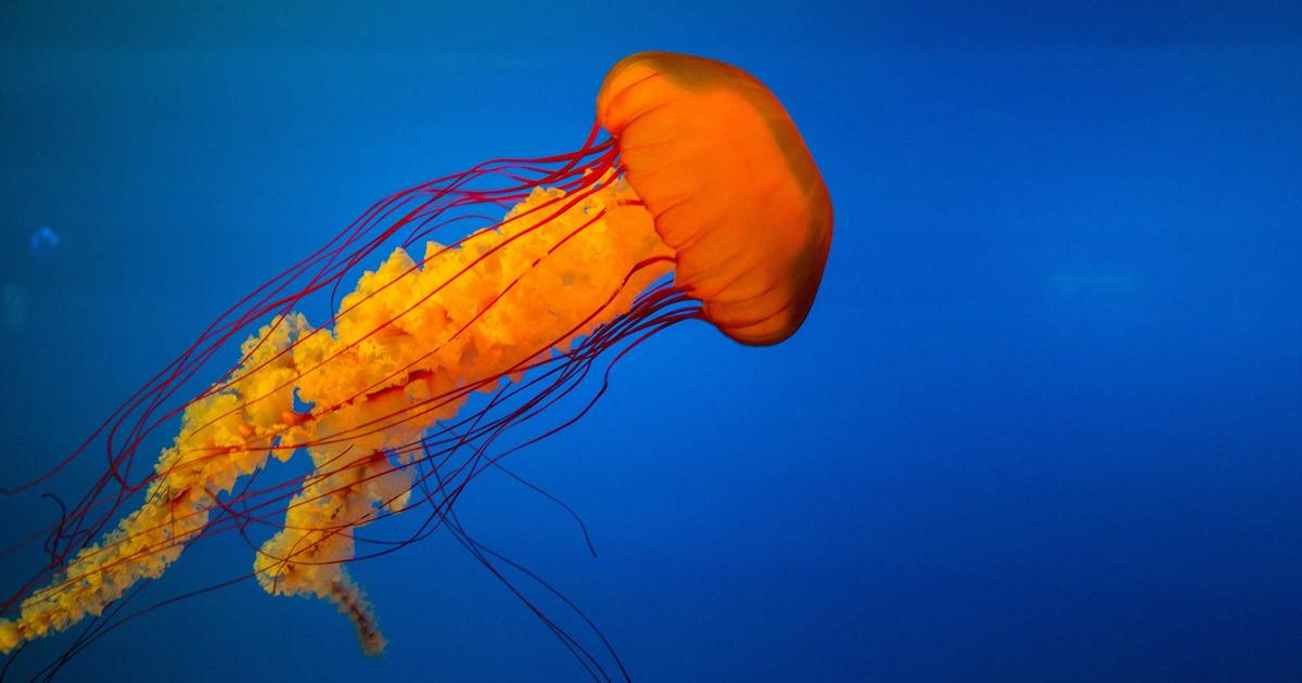 Sanctum Chamber Highlights